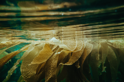 Ingredient Highlight : Marine Seaweed - The Benefits